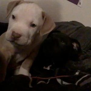 Meet your Posher, Destiny